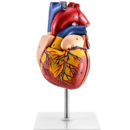 Human Heart Model, Anatomically Accurate Real Size Heart Model With 34 Anatomical Structures