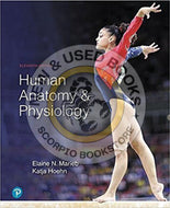 Human Anatomy and Physiology 11th edition by Marieb 9780134580999 (USED:GOOD; minor liquid damage at appendix) *104e [ZZ]